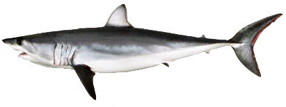 Carcharodon carcharias_03.jpg